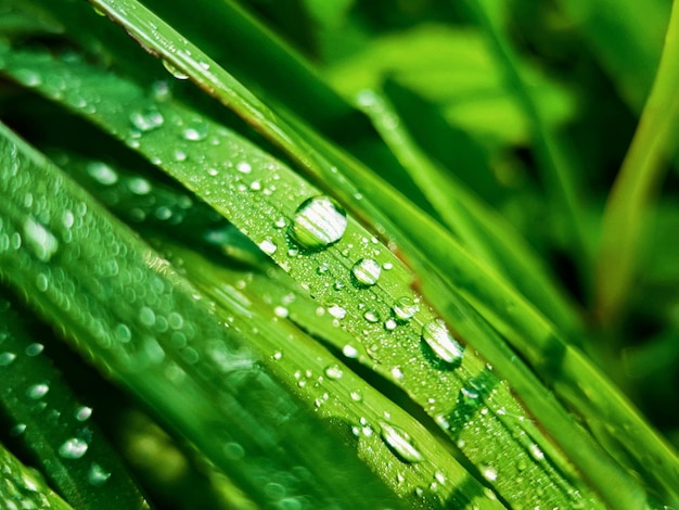 Green fresh leafs with water drops