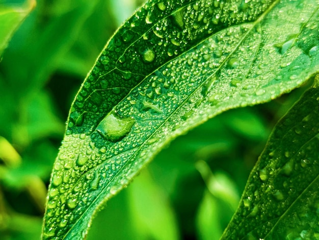 Green fresh leafs with water drops