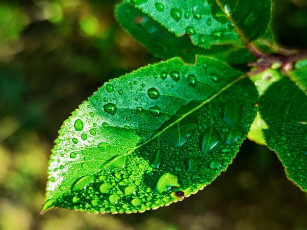 Green fresh leafs with water drops