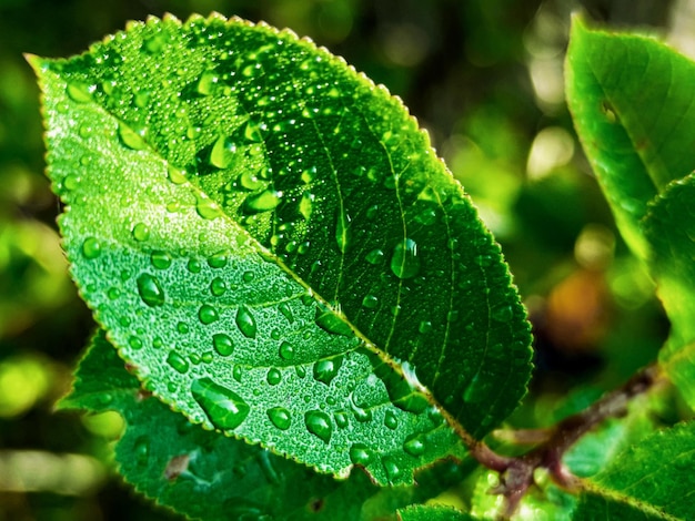 Green fresh leafs with water drops