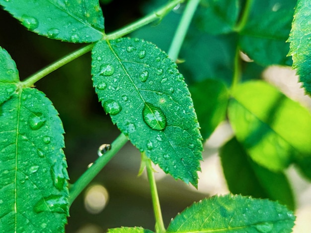 Green fresh leafs with water drops