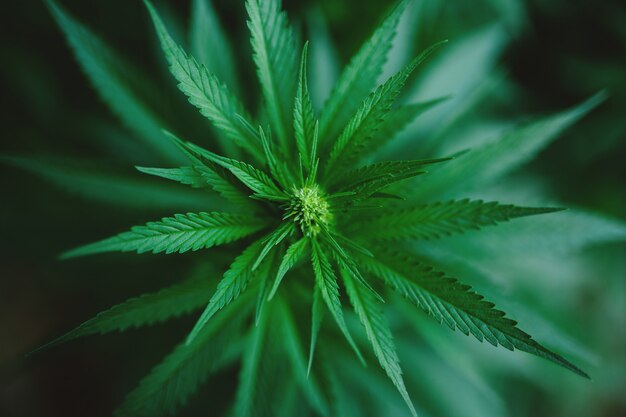 Green fresh marijuana bush background