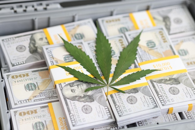 Green fresh marijuana plant leaf on dollar packs pile in open briefcase drug trafficking