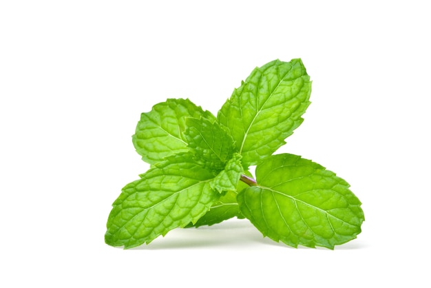 Green fresh Mint leaf isolated on white background.