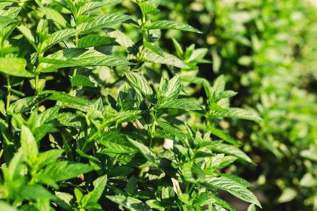 green fresh mint plant grow background peppermint leaves layout with spearmint herbs mint