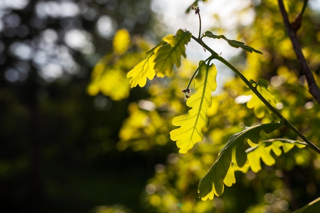 Green fresh oak leaves fresh foliage on trees in spring at sunset