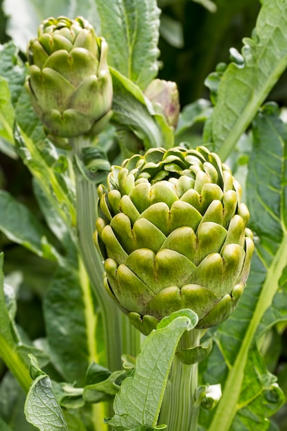 Green fresh organic artichoke field agriculture (Turkey / Izmir / Urla)