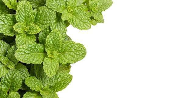 Green fresh peppermint isolated on white background