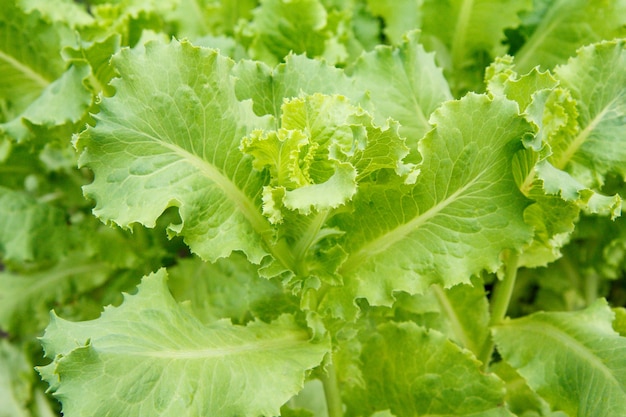 Green fresh salad growing in a garden. Natural background.