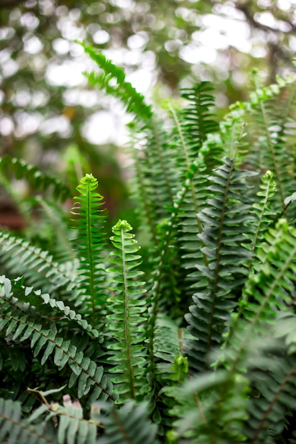 Green Fresh Spring Fern Fronds