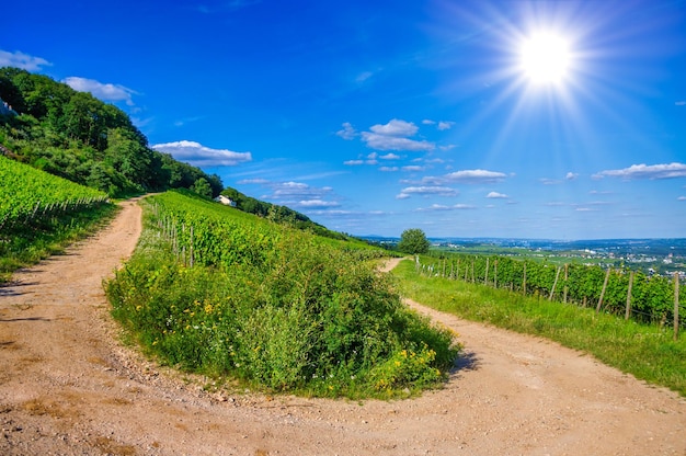 Green fresh vineyard and Uturn of the road near Ruedesheim RheinlandPfalz Germany