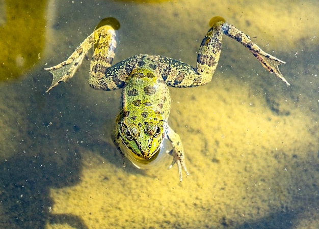 Green frog closeup swimming in the muddy water of the pond Pelophylax esculentus Amphibian