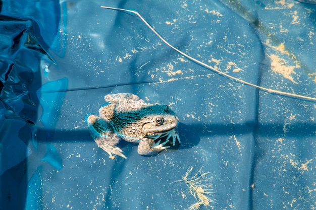 Green frog Pelophylax esculentus in a Pond closeup