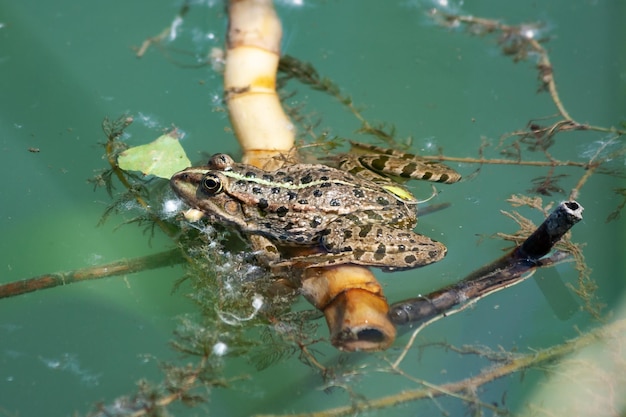 Green frog and toad on the water Freshwater fauna Reptile and amphibian Aquatic world