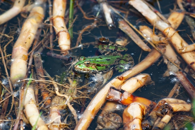 Green frog and toad on the water Freshwater fauna Reptile and amphibian Aquatic world