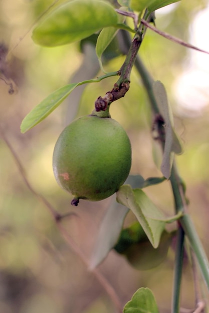 A green fruit hangs from a tree branch.