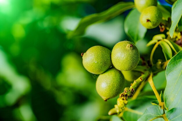 Green fruit of the walnut on the branch Walnut tree