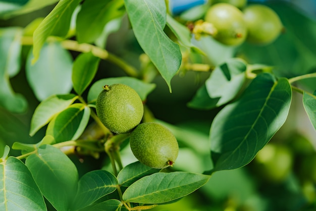 Green fruit of the walnut on the branch