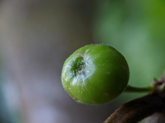 Photo a green fruit with the word 