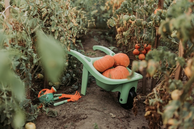 Green garden wheelbarrow with pumpkin harvest stands on tomato plantation garden tools greenhouse