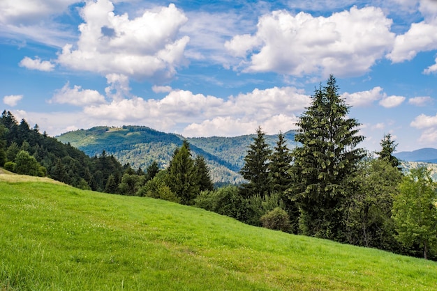 Green glade on a background of green coniferous forest and mountains Blue sky with white clouds