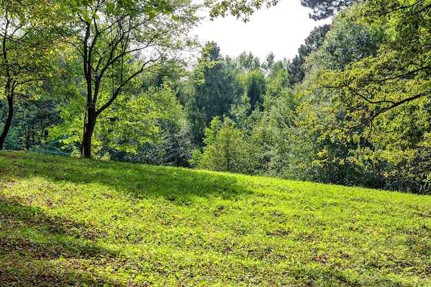 Green glade in the forest Green forest walkway Sunlight through trees Trees background Green forest background Green forest in spring time