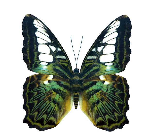 Green golden bird wing Cruiser butterfly 