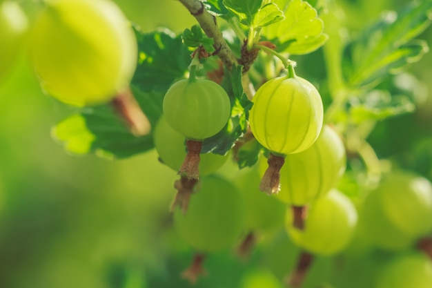 green gooseberry berries