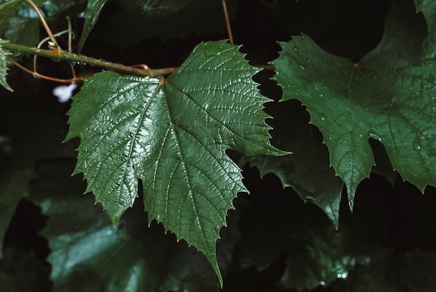 Green grape leaves background. Foliage of wine