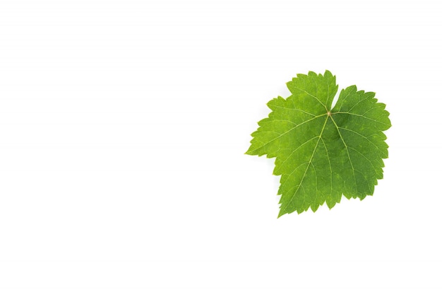 Green grape leaves isolated