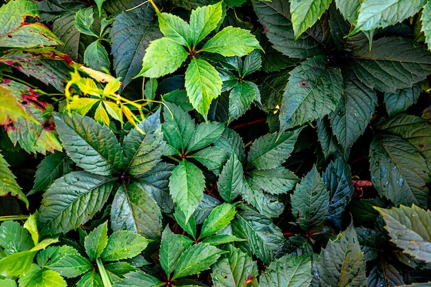 Green grape leaves in vineyard