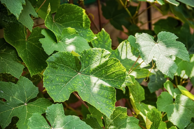 Green grape leaves with yellowish veins. Vegetation in a small home garden.