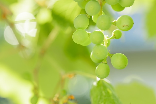 Green grapes on a vine in a vineyard