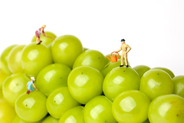 Green grapes with miniature farmers on white isolated