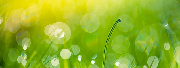 Green grass abstract blurred background. Beautiful dew drops in sunlight rays. Relaxing closeup