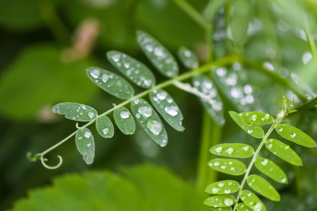 Green grass after rain Plants in water drops close up Macro nature details on summer field