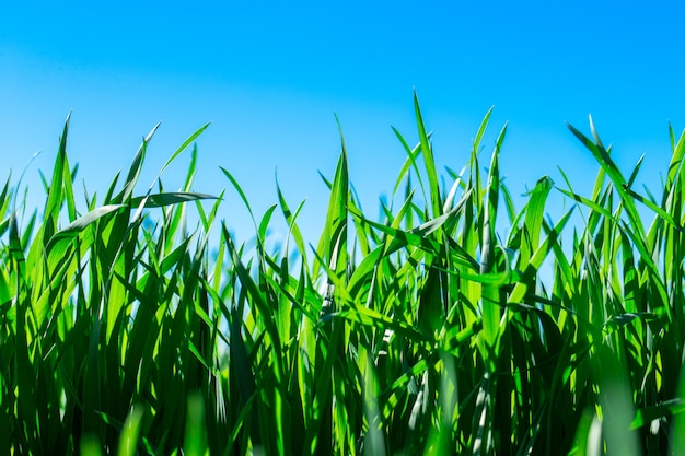 Green grass against the blue sky