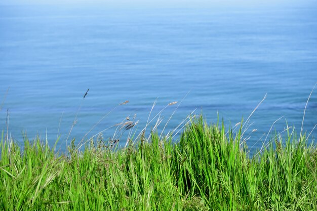 Green grass against the sea