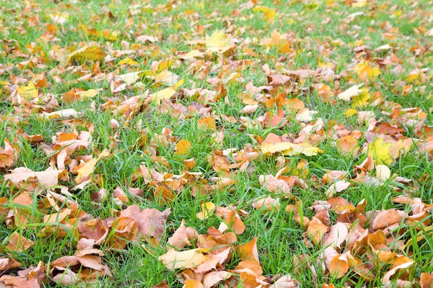 Green grass autumn background with abscised leafs