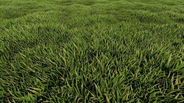 Green grass background 3D rendering