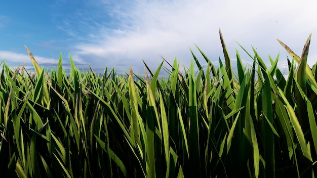 Green grass background 3D rendering