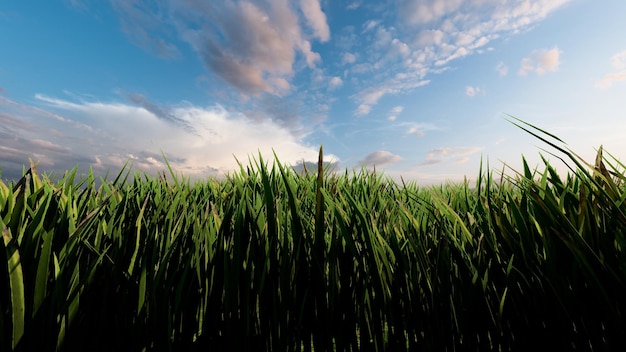 Green grass background 3D rendering