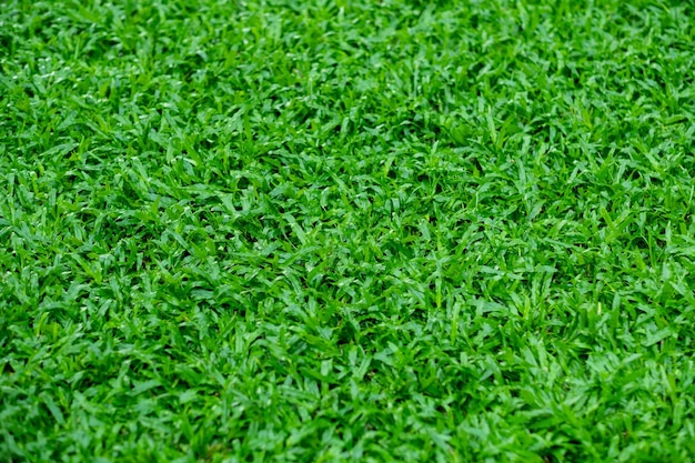 Green grass background football field