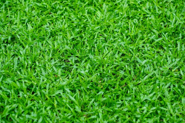 Green grass background football field