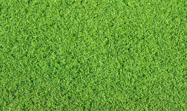 Green grass background football field