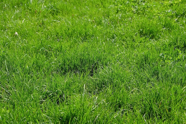 Green grass background Green grass with bokeh