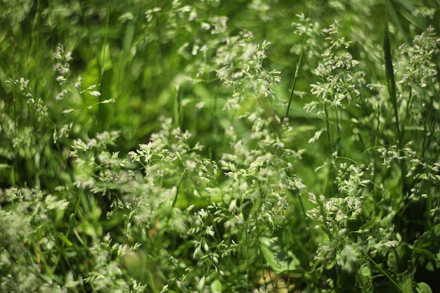 green grass background pattern. summer meadow with green grass