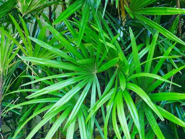 green grass background, plant leaf background