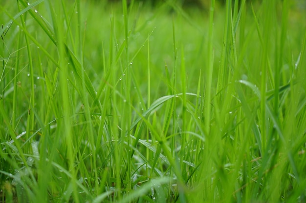 Green grass background in rainy season