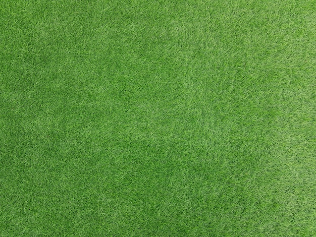 Green grass background texture top view